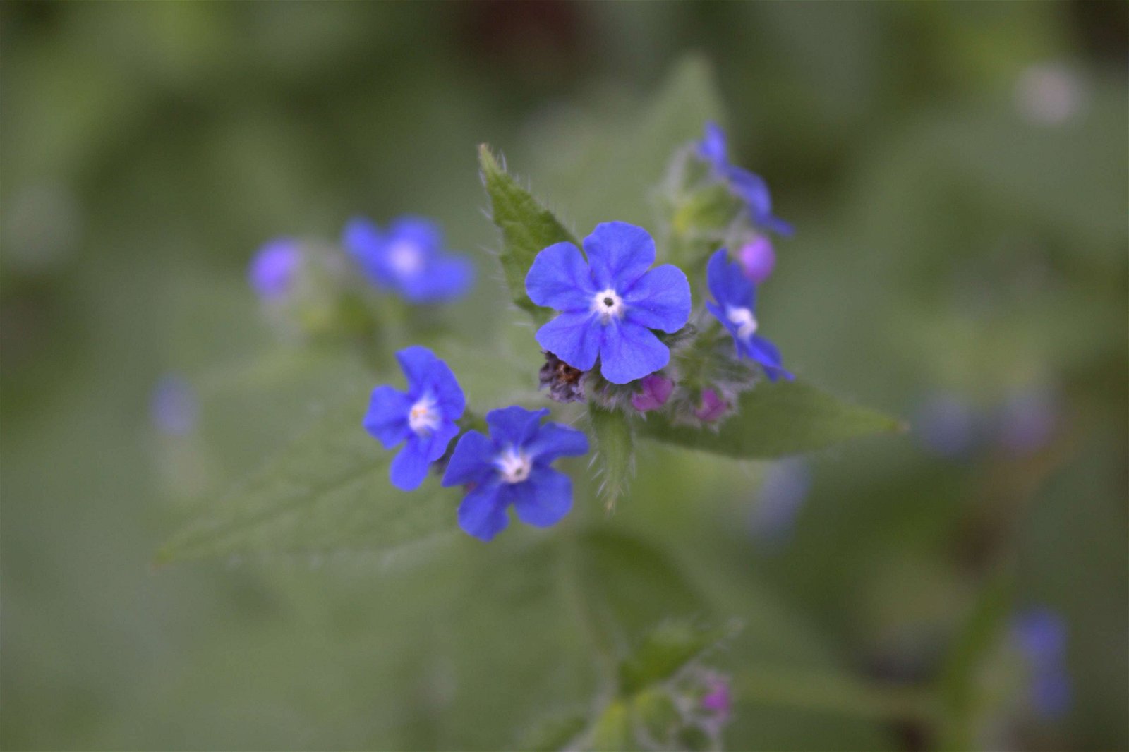 Hortus Botanicus Amsterdam