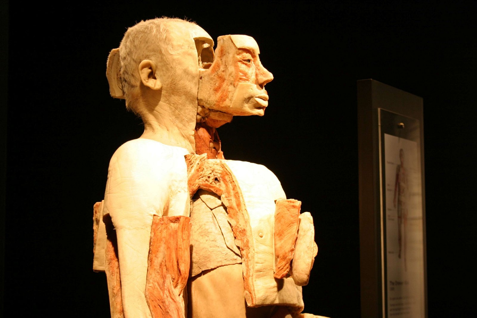 Body Worlds: The Happiness Project