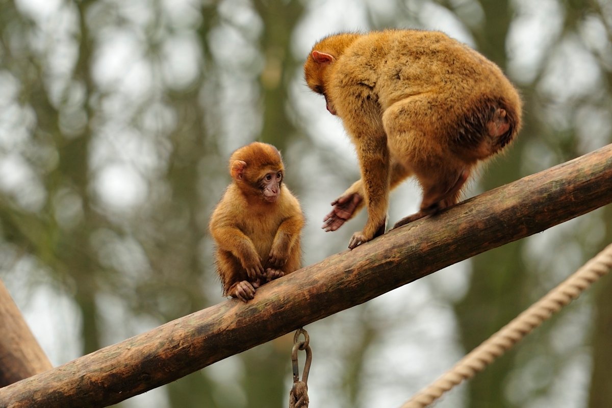 Ouwehands Dierenpark Rhenen