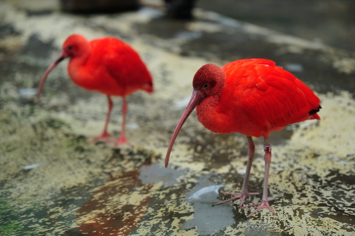 Ouwehands Dierenpark Rhenen