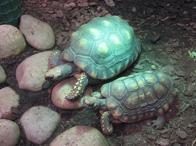 Ouwehands Dierenpark Rhenen