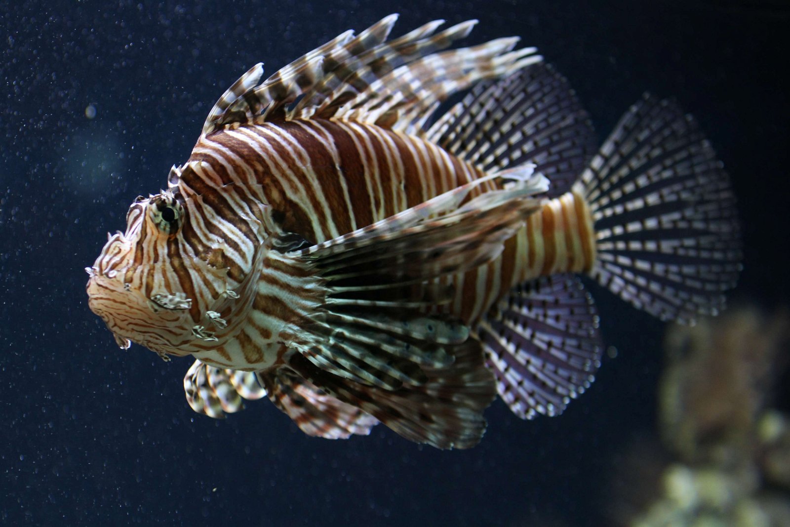 Ouwehands Dierenpark Rhenen