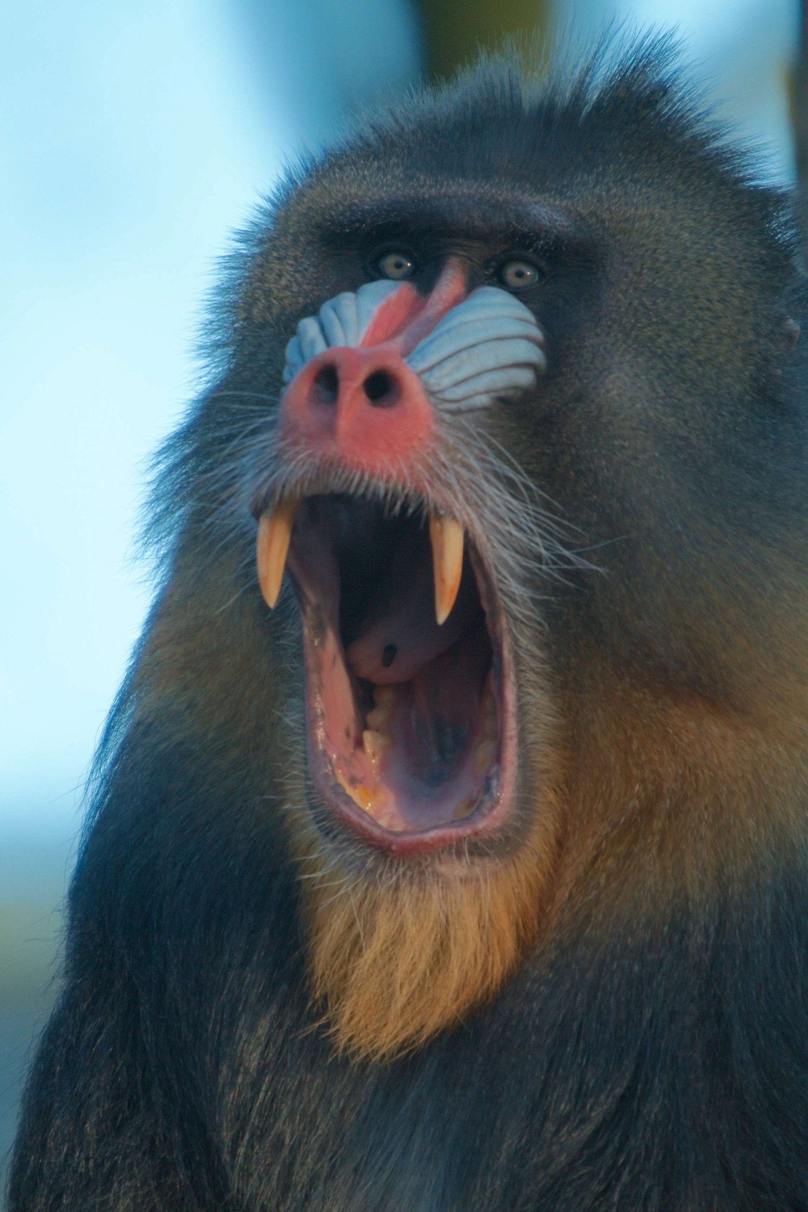 Ouwehands Dierenpark Rhenen
