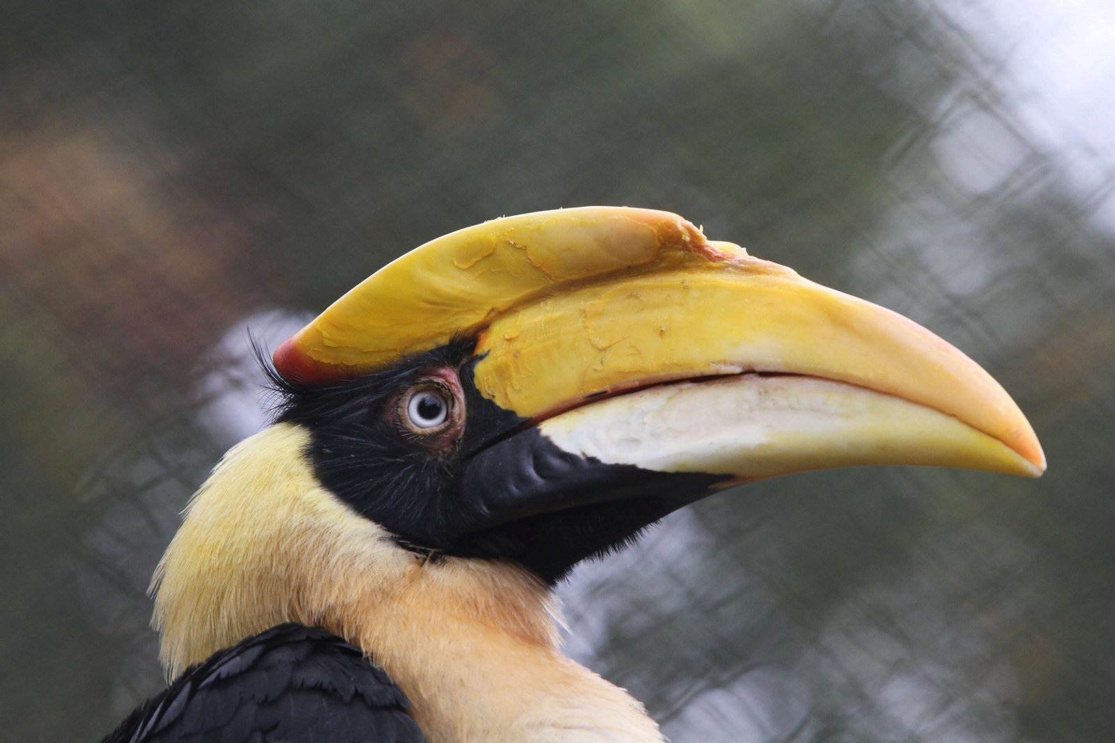 Ouwehands Dierenpark Rhenen