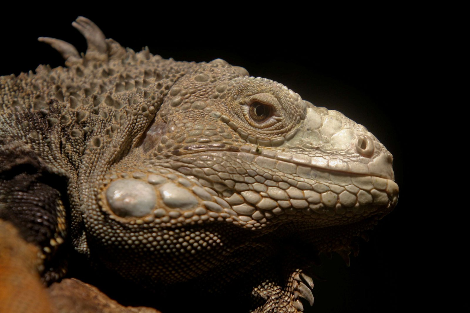 Ouwehands Dierenpark Rhenen