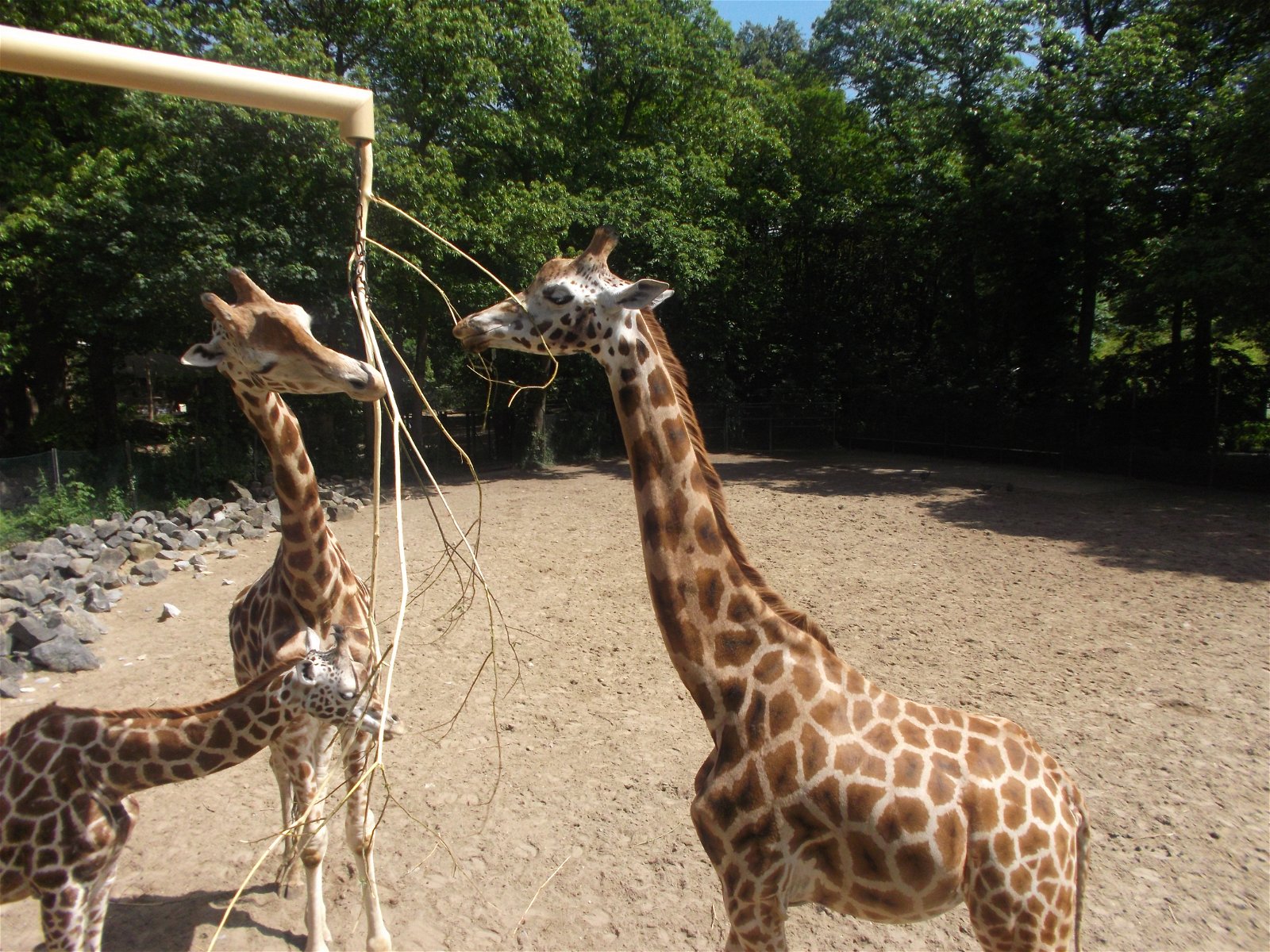 Ouwehands Dierenpark Rhenen