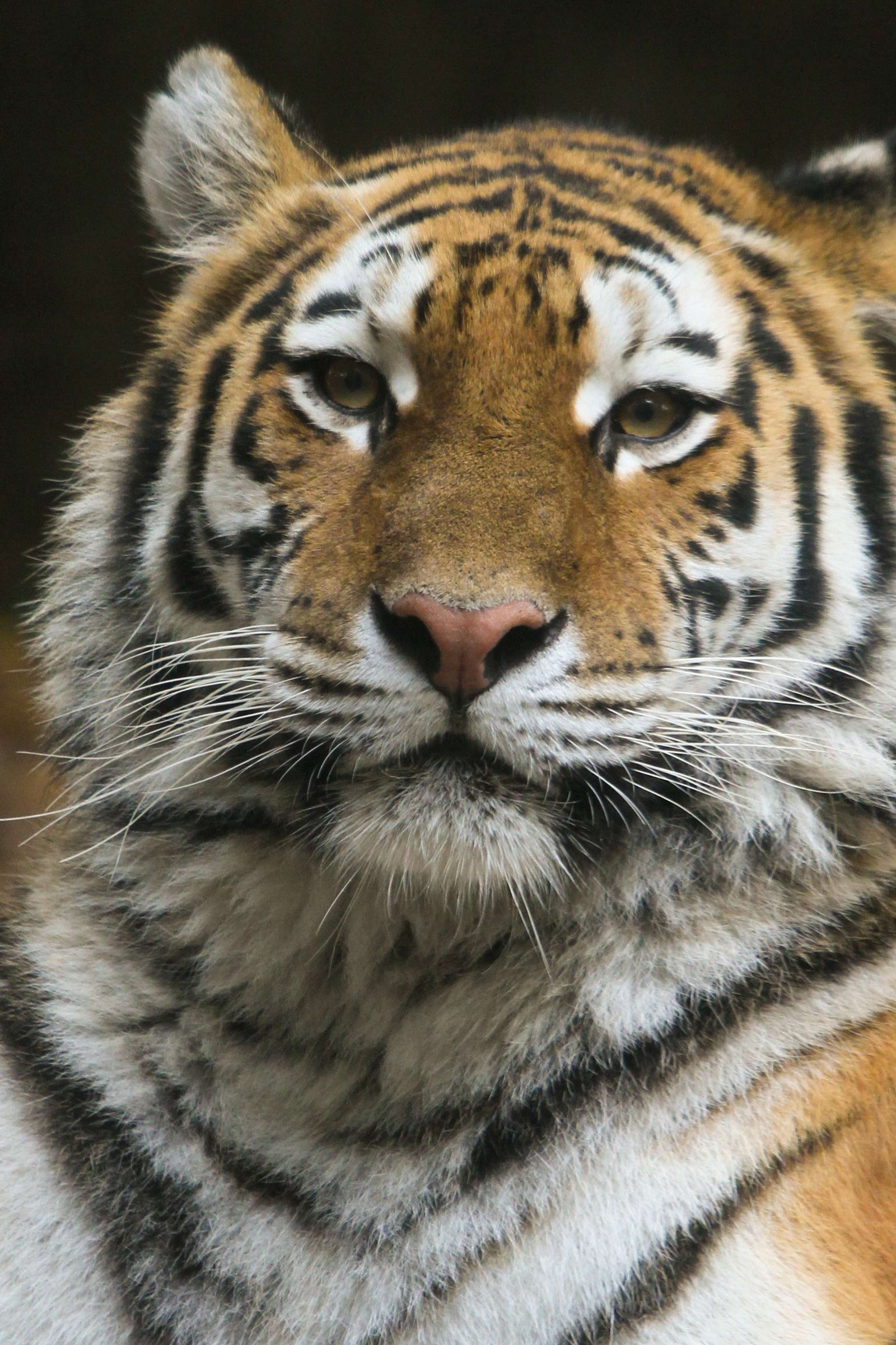 Ouwehands Dierenpark Rhenen