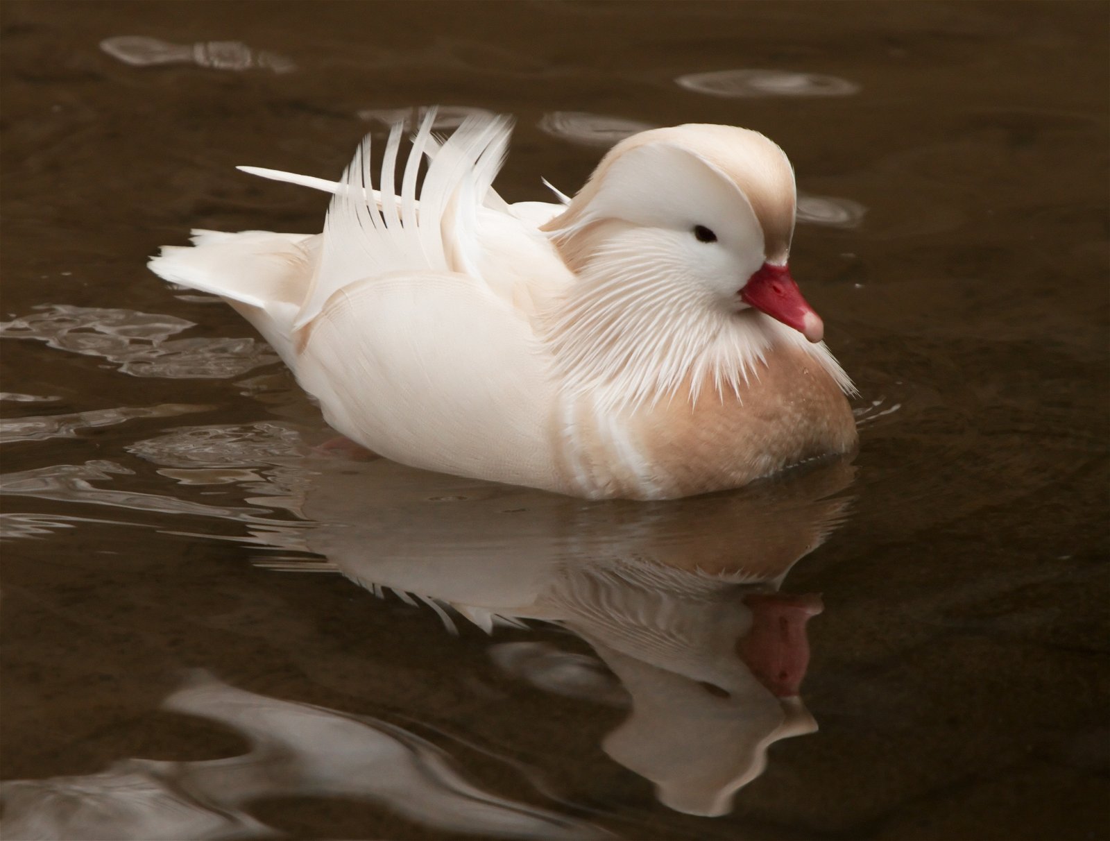 Ouwehands Dierenpark Rhenen