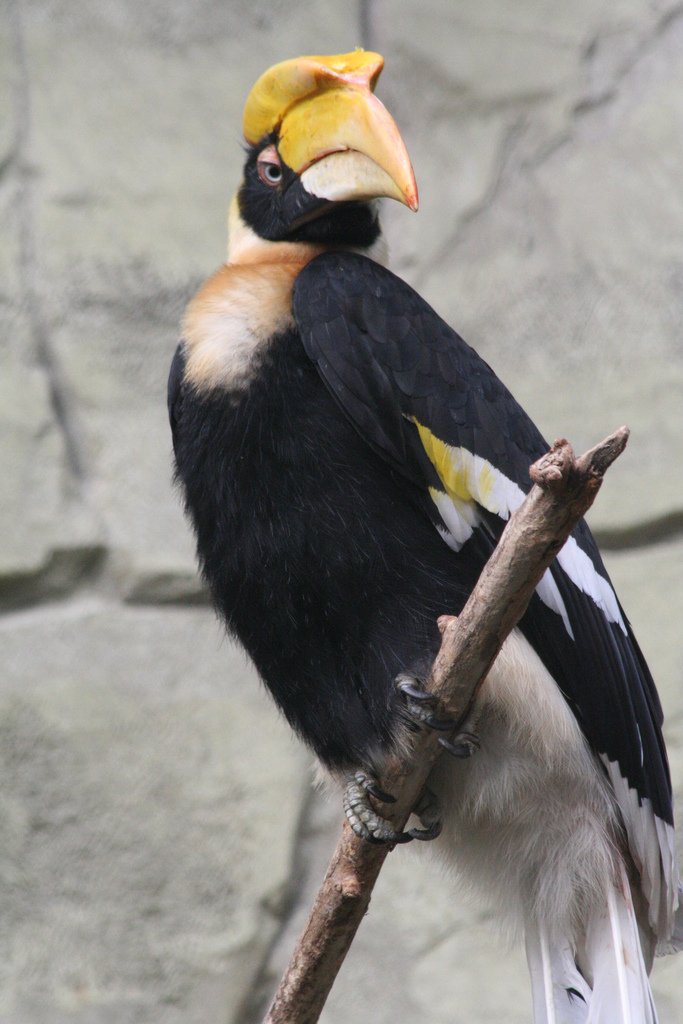 Ouwehands Dierenpark Rhenen