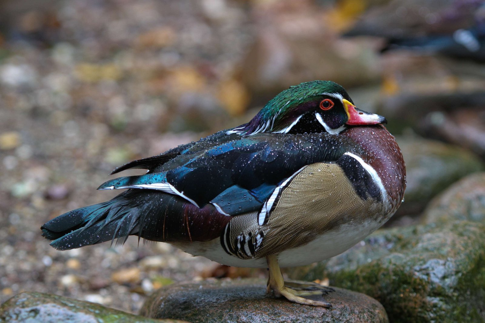 Ouwehands Dierenpark Rhenen