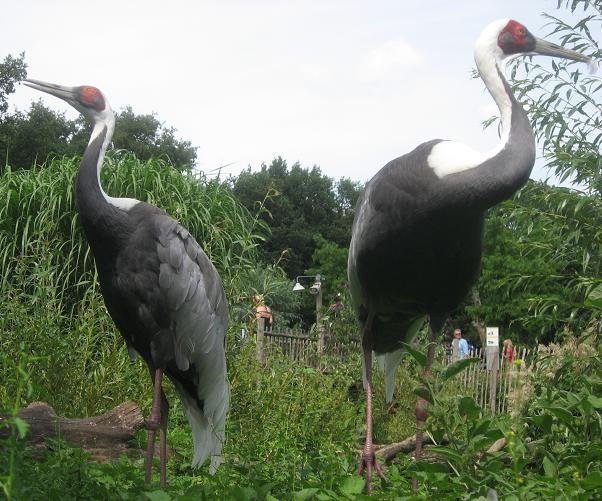 Ouwehands Dierenpark Rhenen