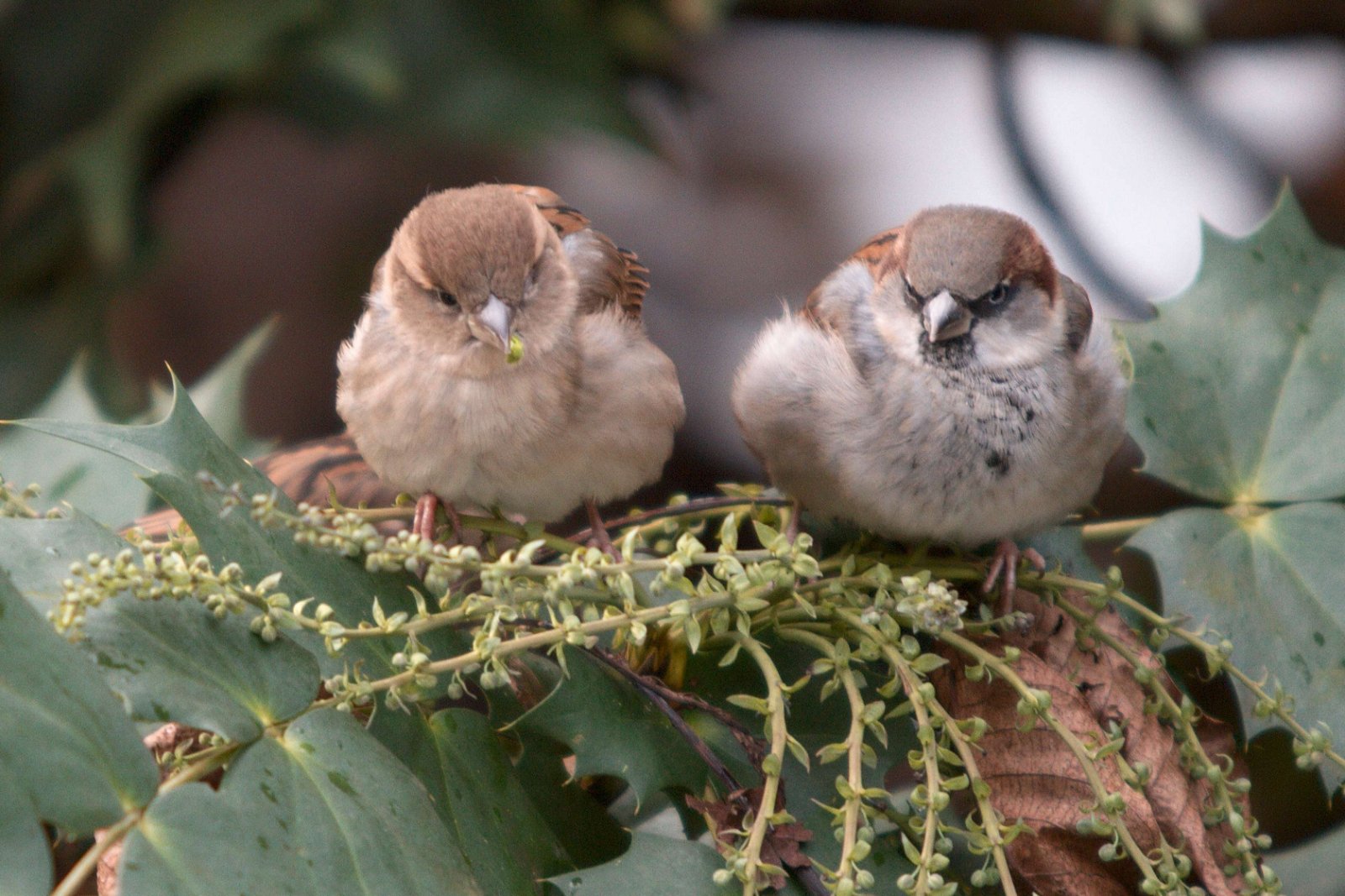 Ouwehands Dierenpark Rhenen