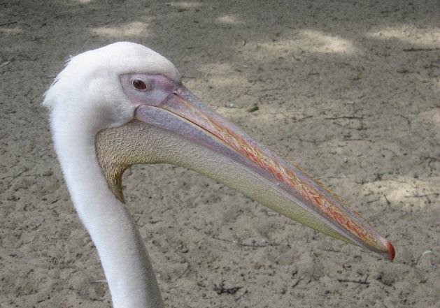 Ouwehands Dierenpark Rhenen