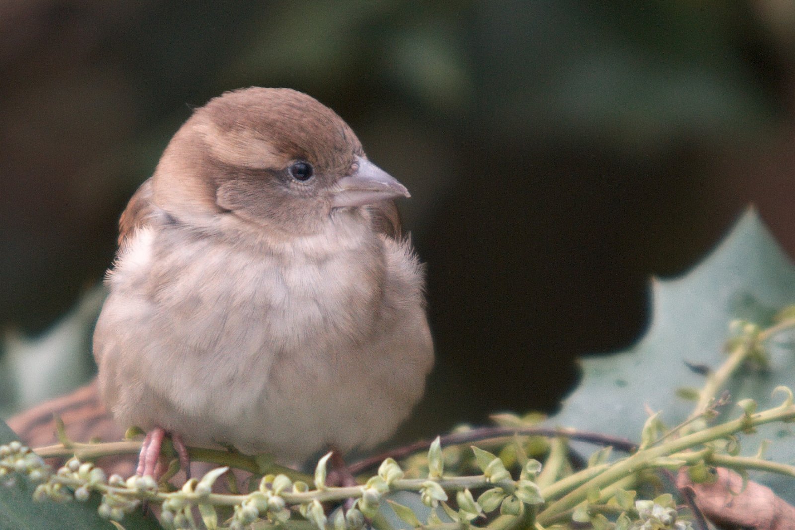 Ouwehands Dierenpark Rhenen