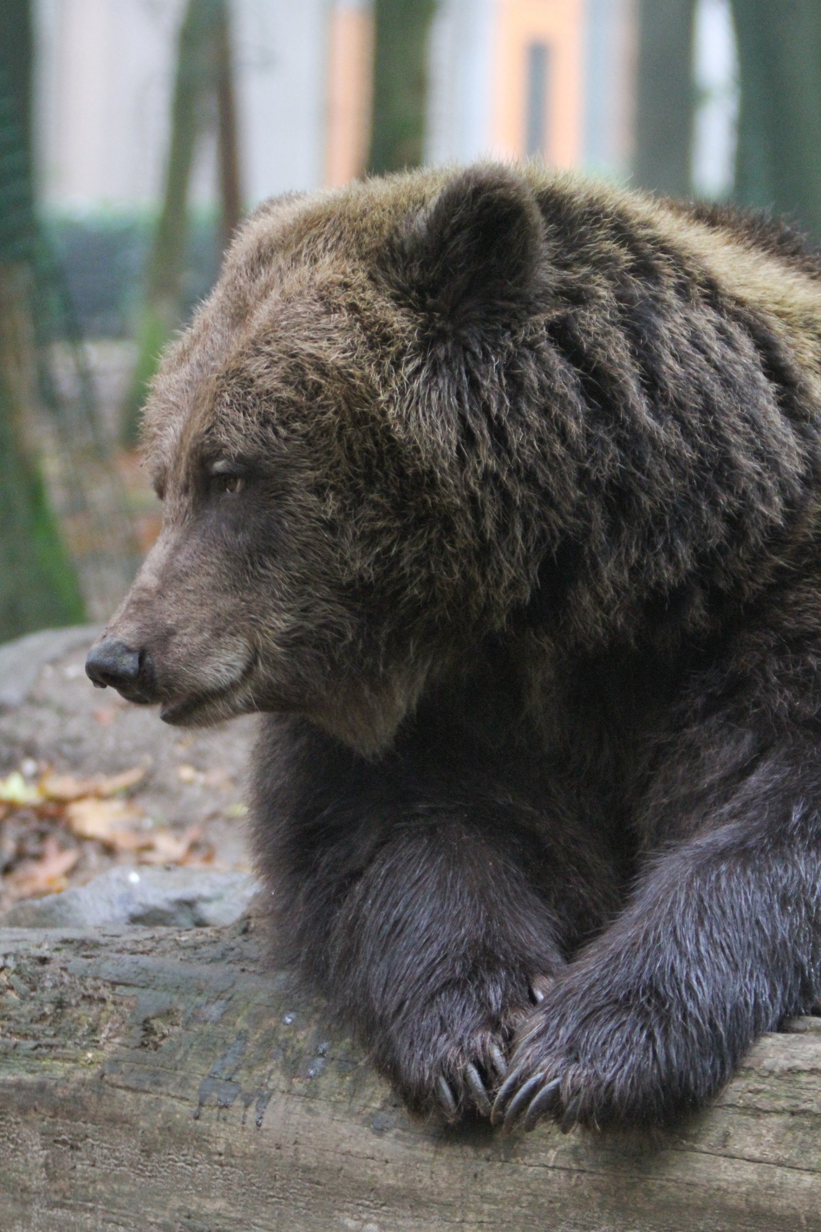 Ouwehands Dierenpark Rhenen