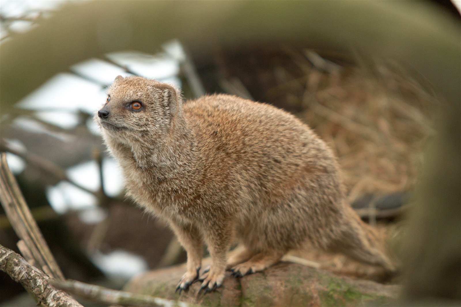 Ouwehands Dierenpark Rhenen