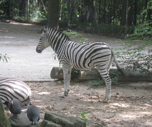 Ouwehands Dierenpark Rhenen