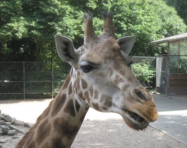Ouwehands Dierenpark Rhenen