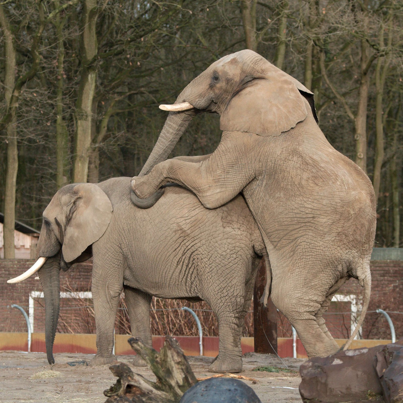 Ouwehands Dierenpark Rhenen