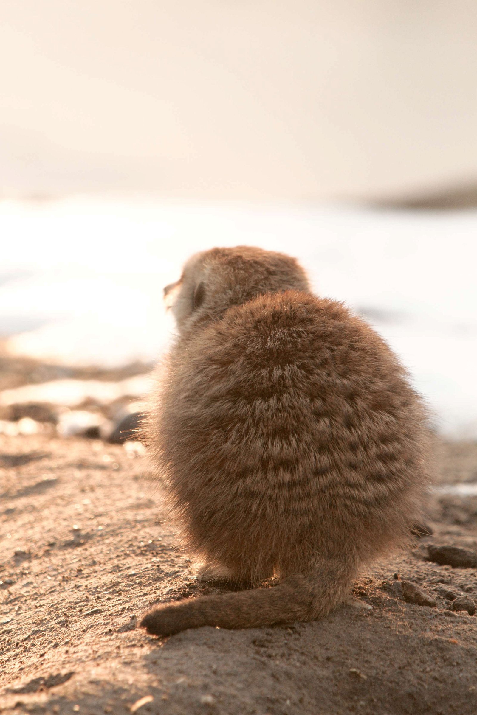 Ouwehands Dierenpark Rhenen