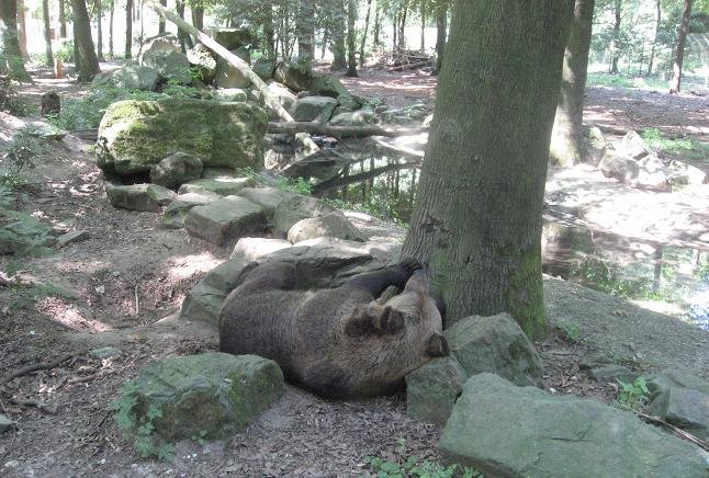 Ouwehands Dierenpark Rhenen