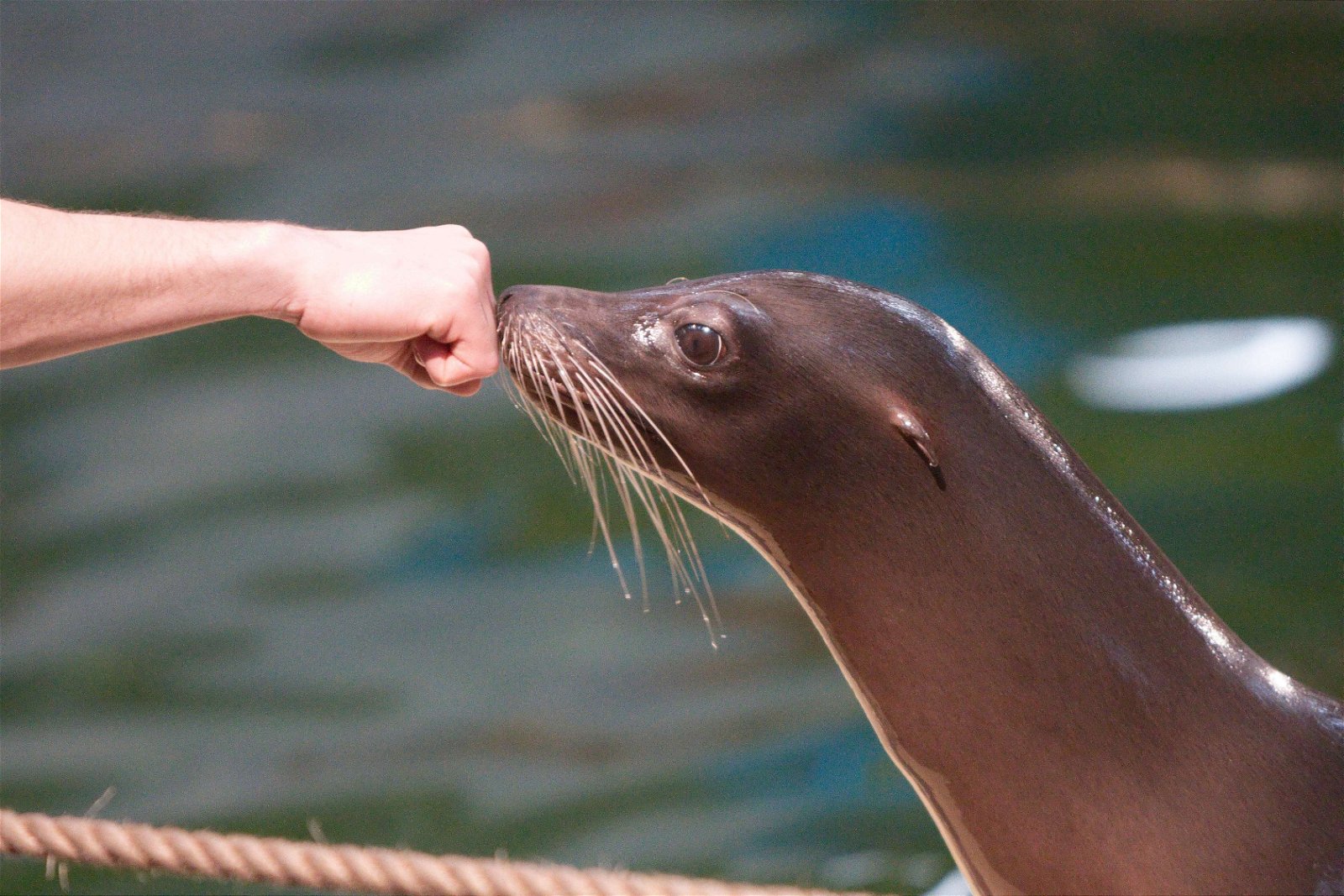 Ouwehands Dierenpark Rhenen