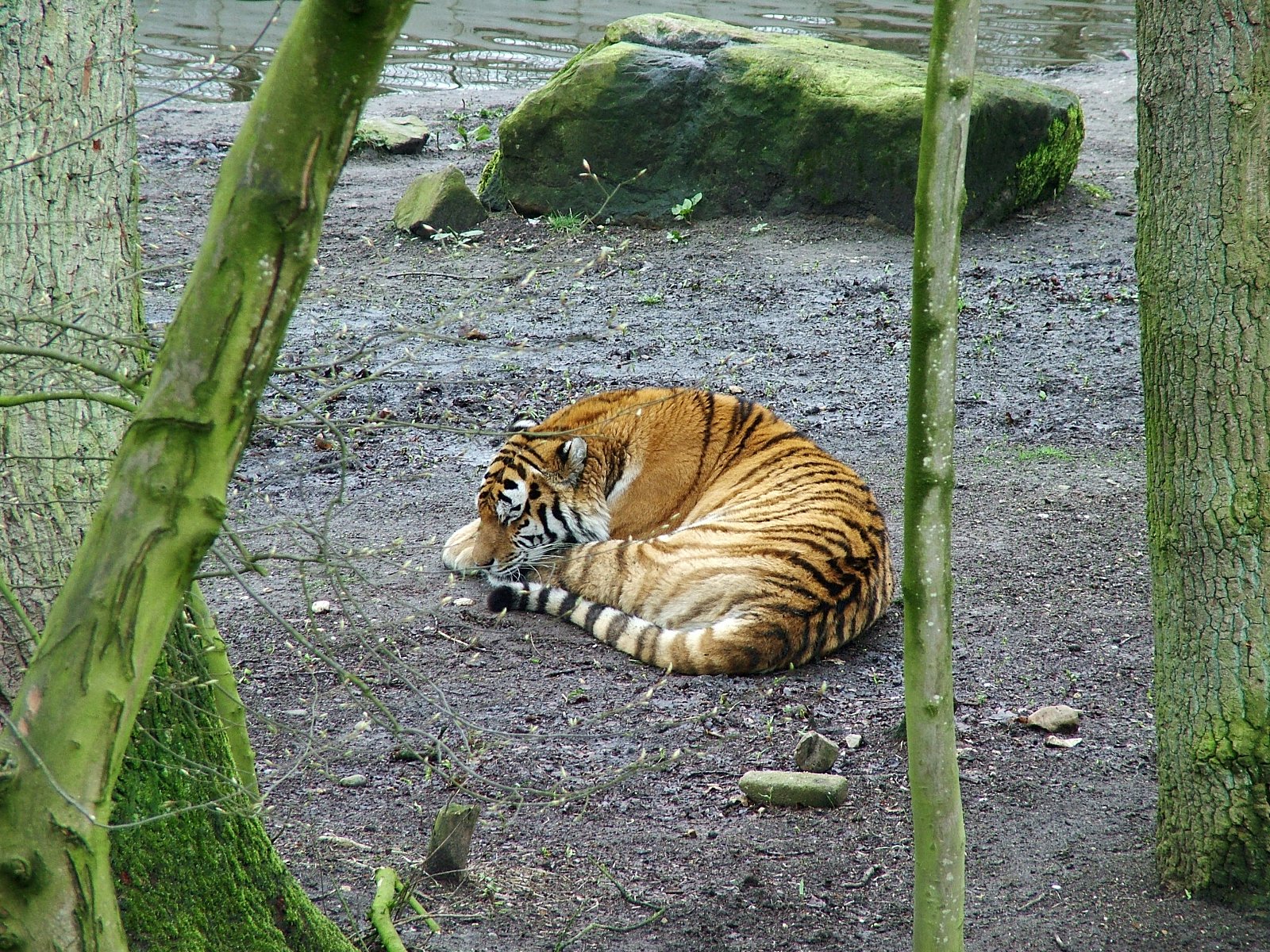 Ouwehands Dierenpark Rhenen