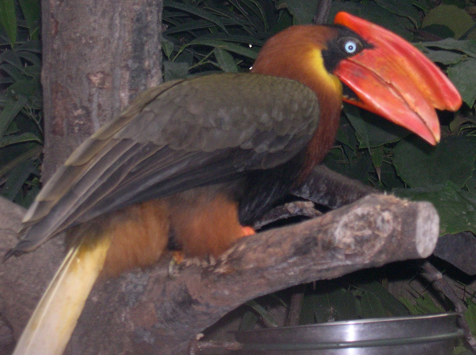 Vogelpark Avifauna