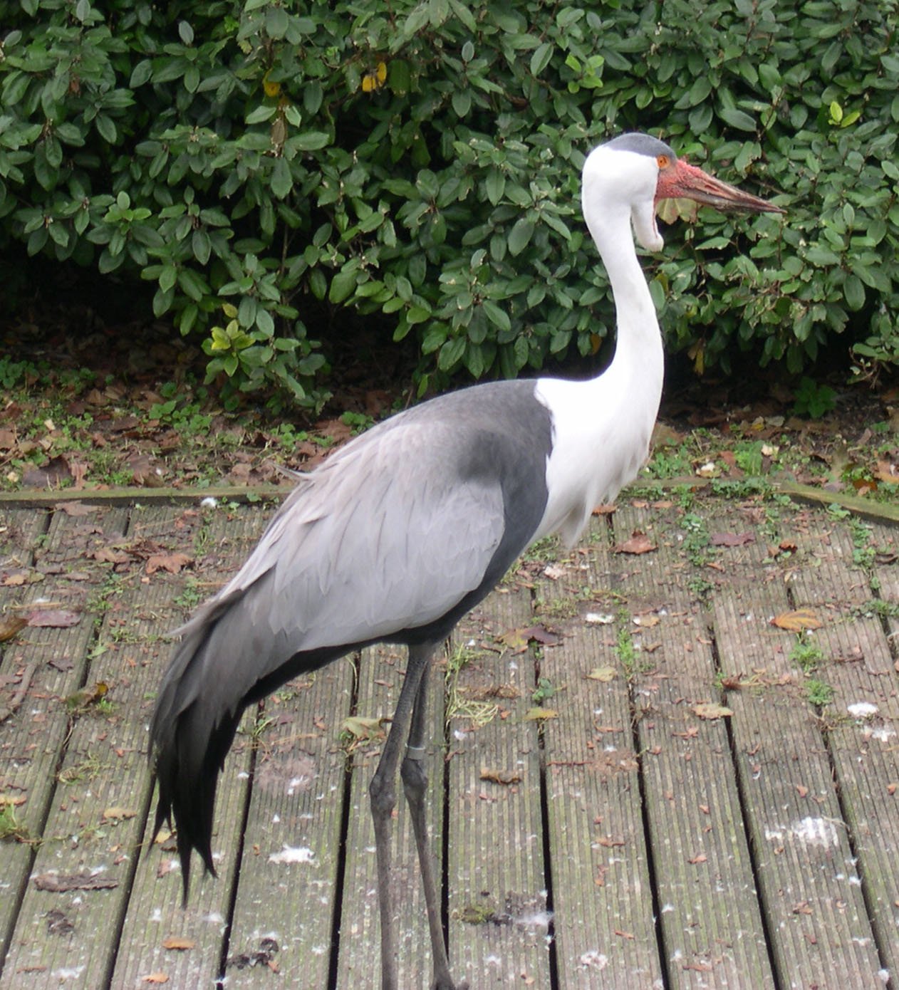 Vogelpark Avifauna