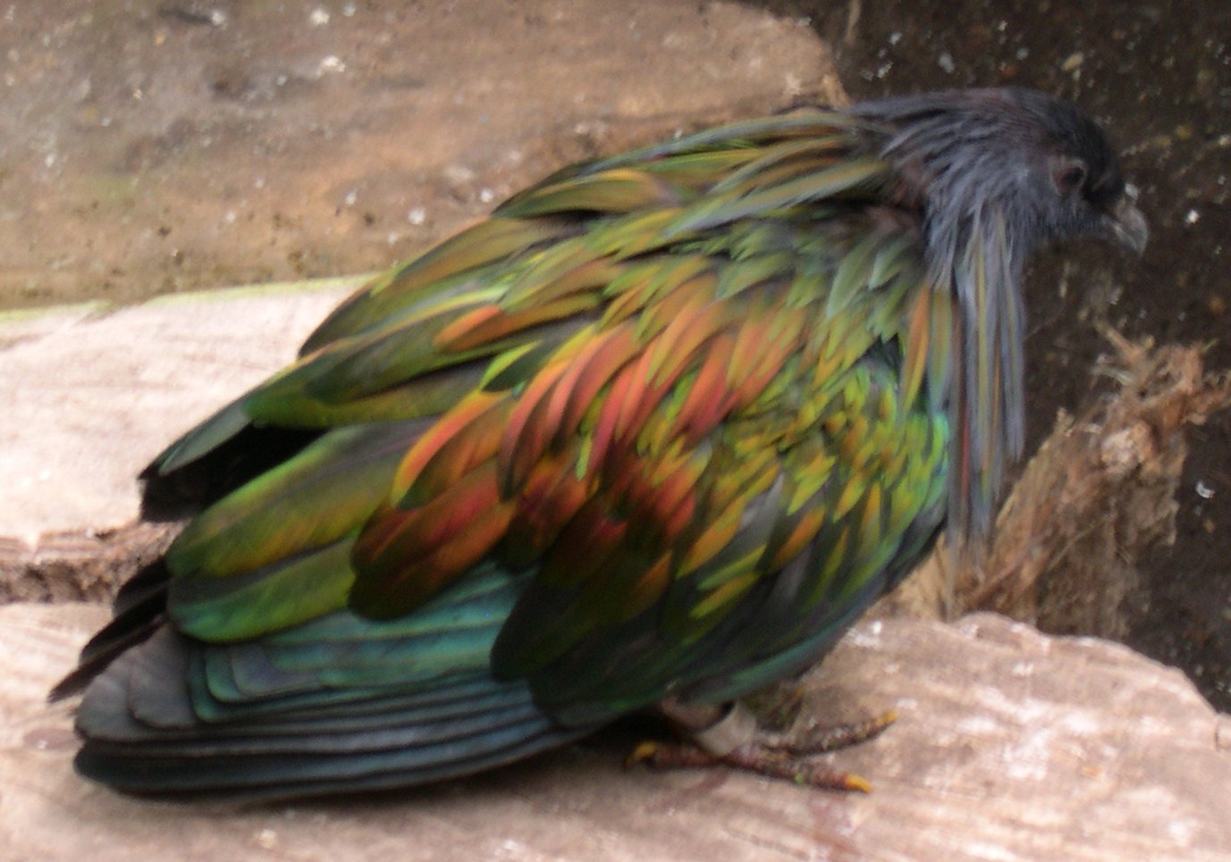 Vogelpark Avifauna
