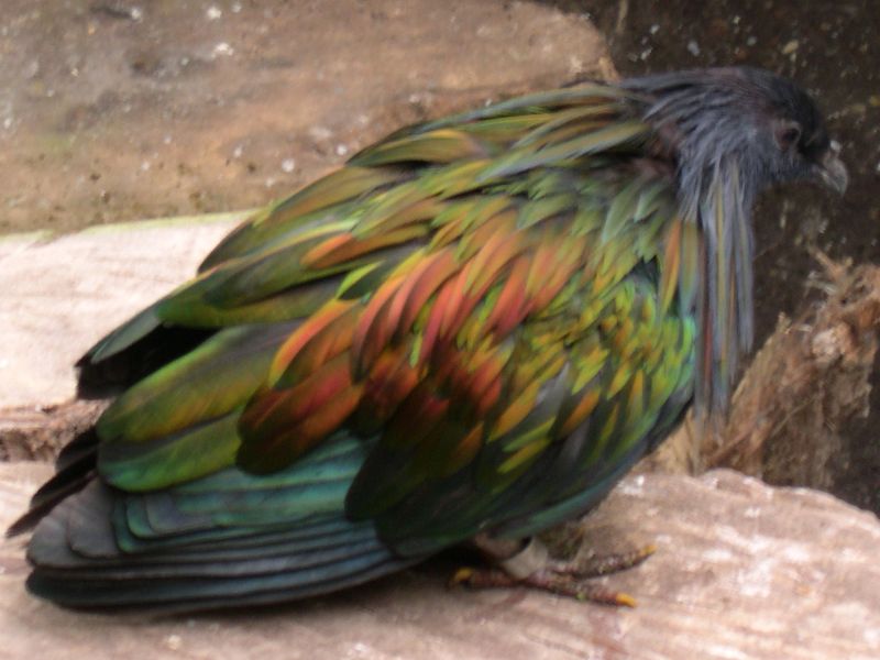 Vogelpark Avifauna
