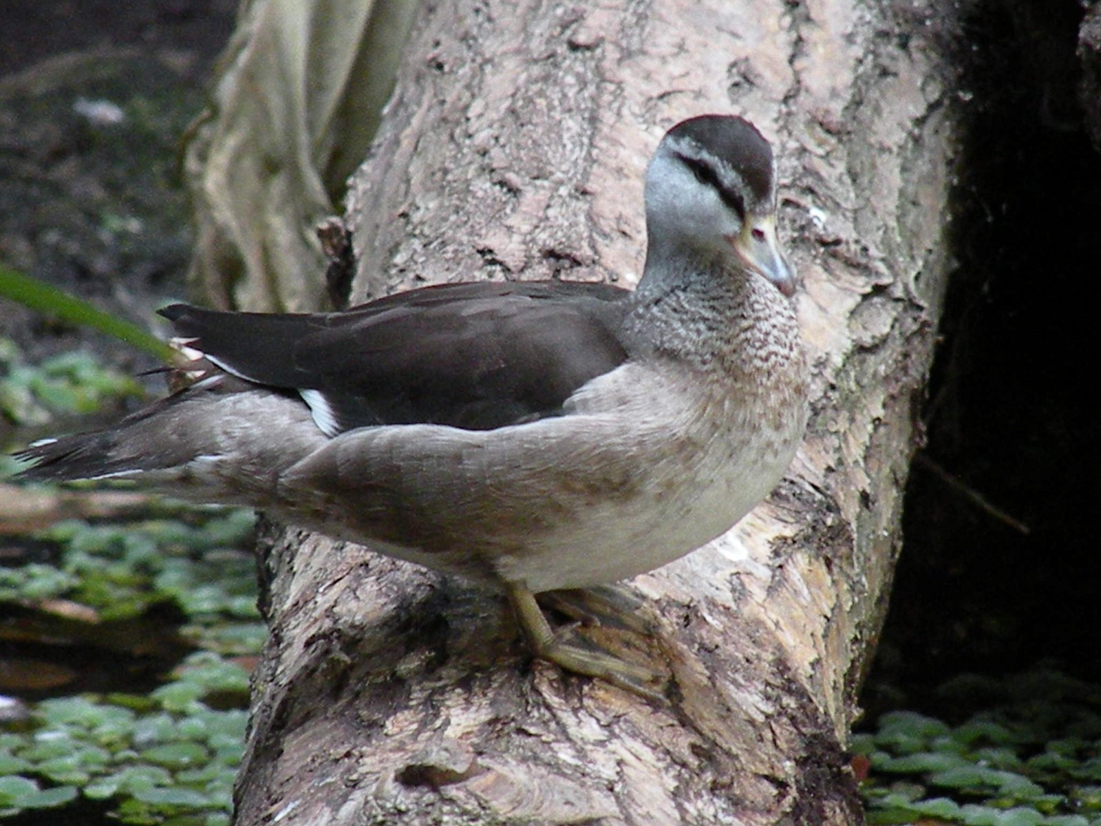 Vogelpark Avifauna