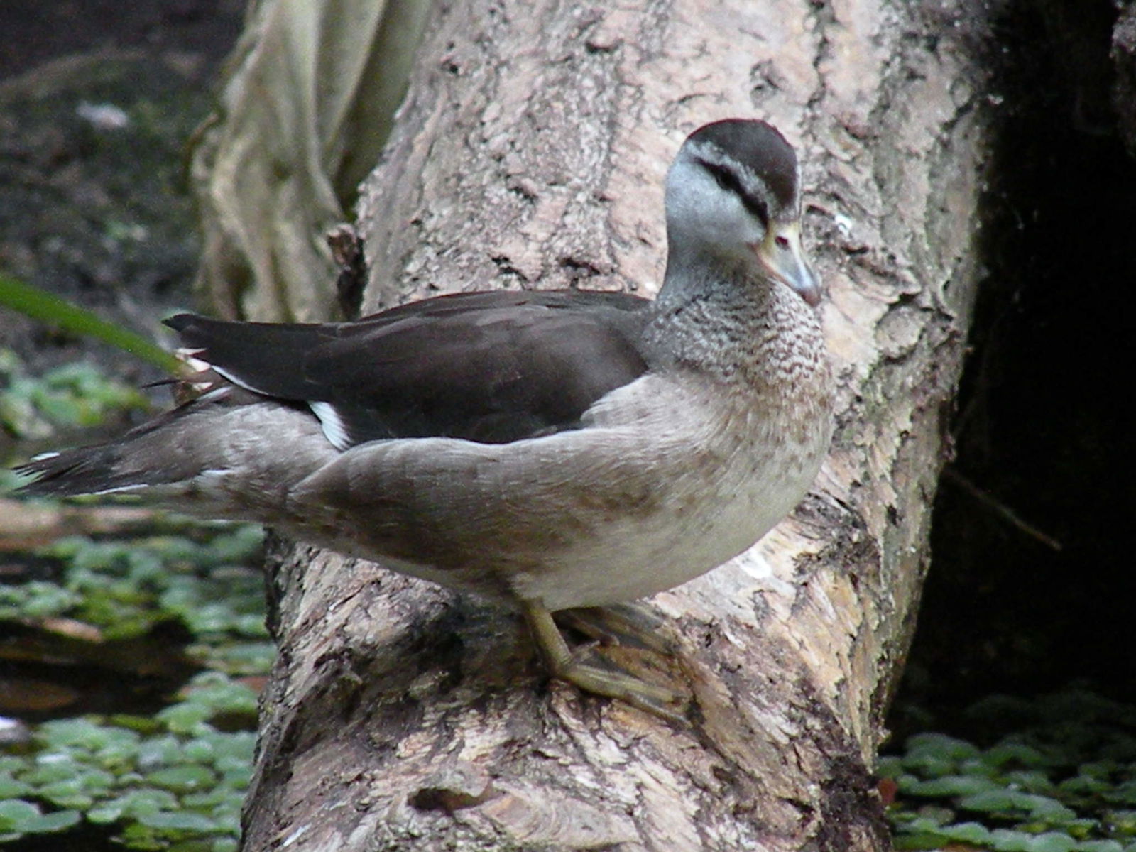 Vogelpark Avifauna