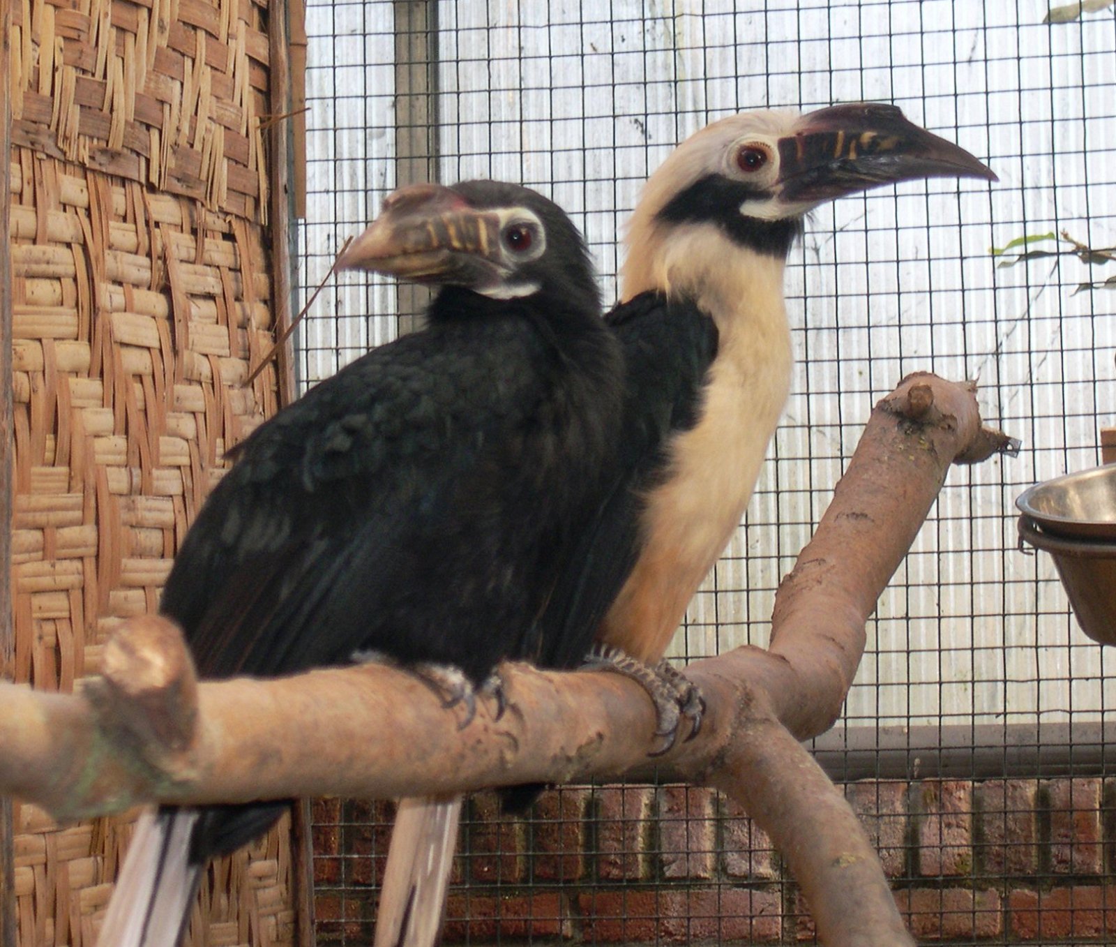 Vogelpark Avifauna