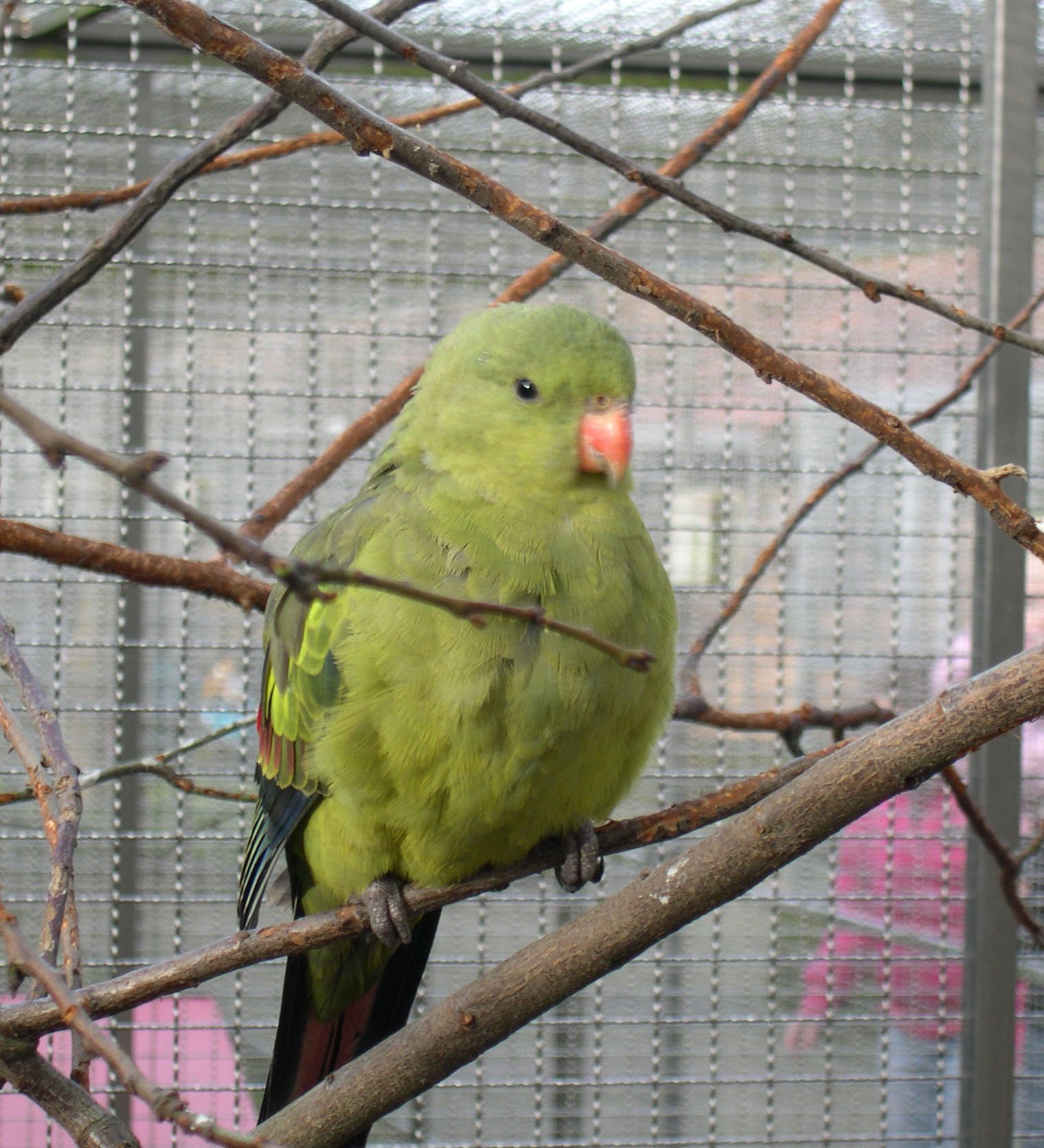 Vogelpark Avifauna