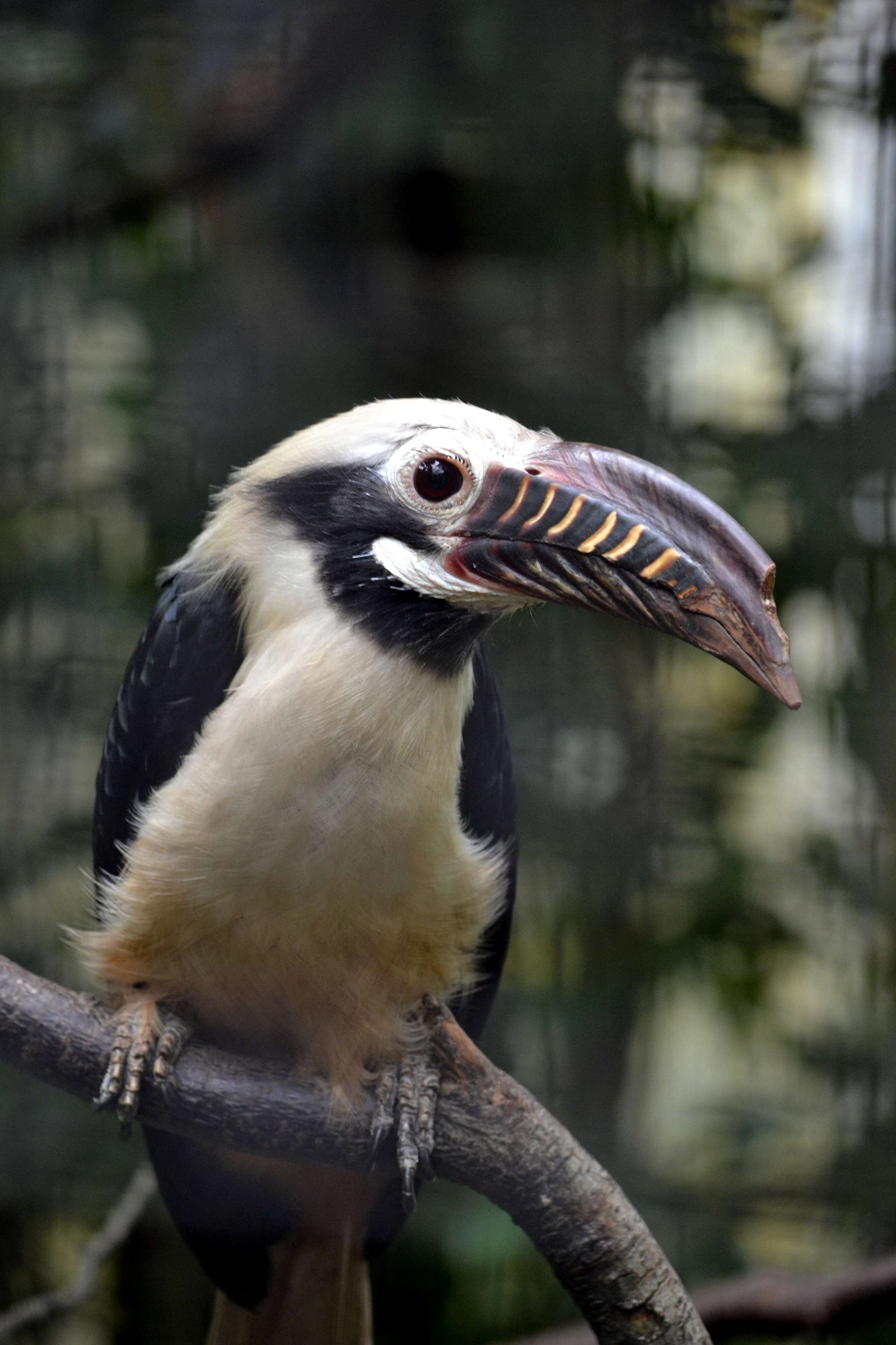Vogelpark Avifauna