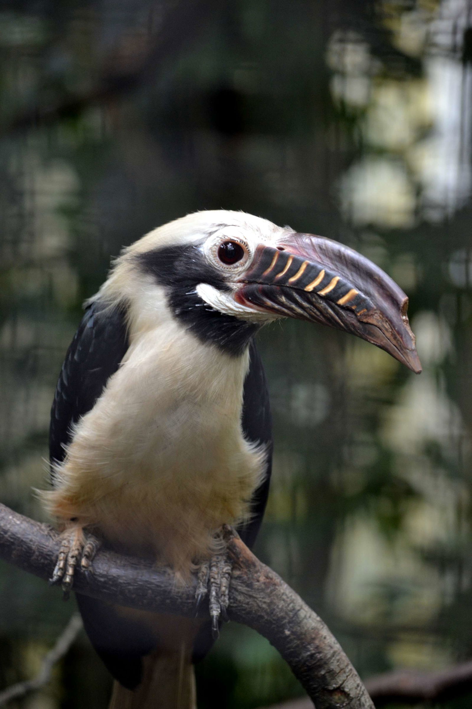 Vogelpark Avifauna