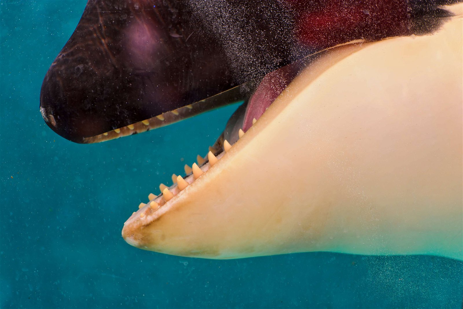 Dolfinarium Harderwijk