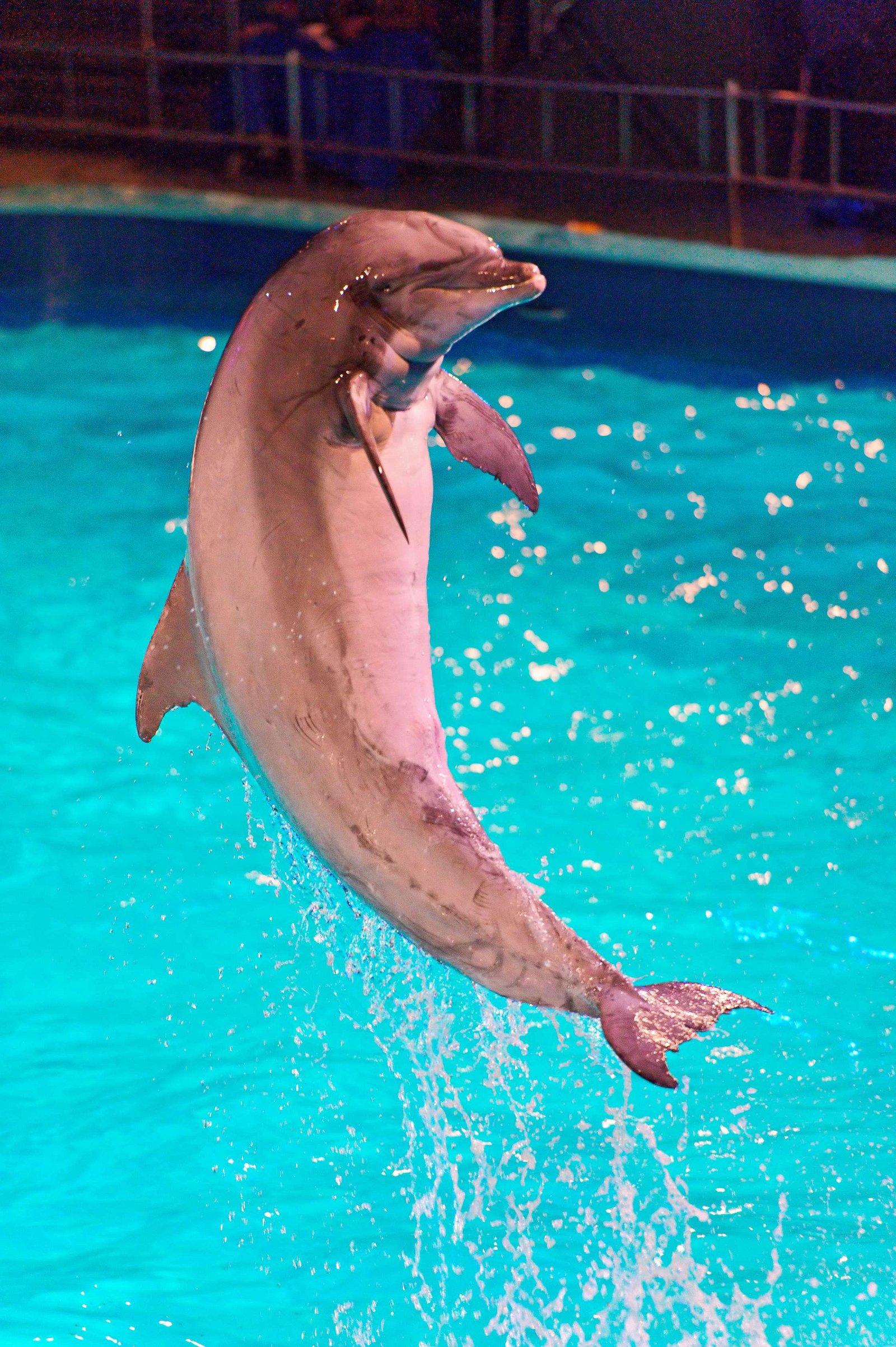 Dolfinarium Harderwijk