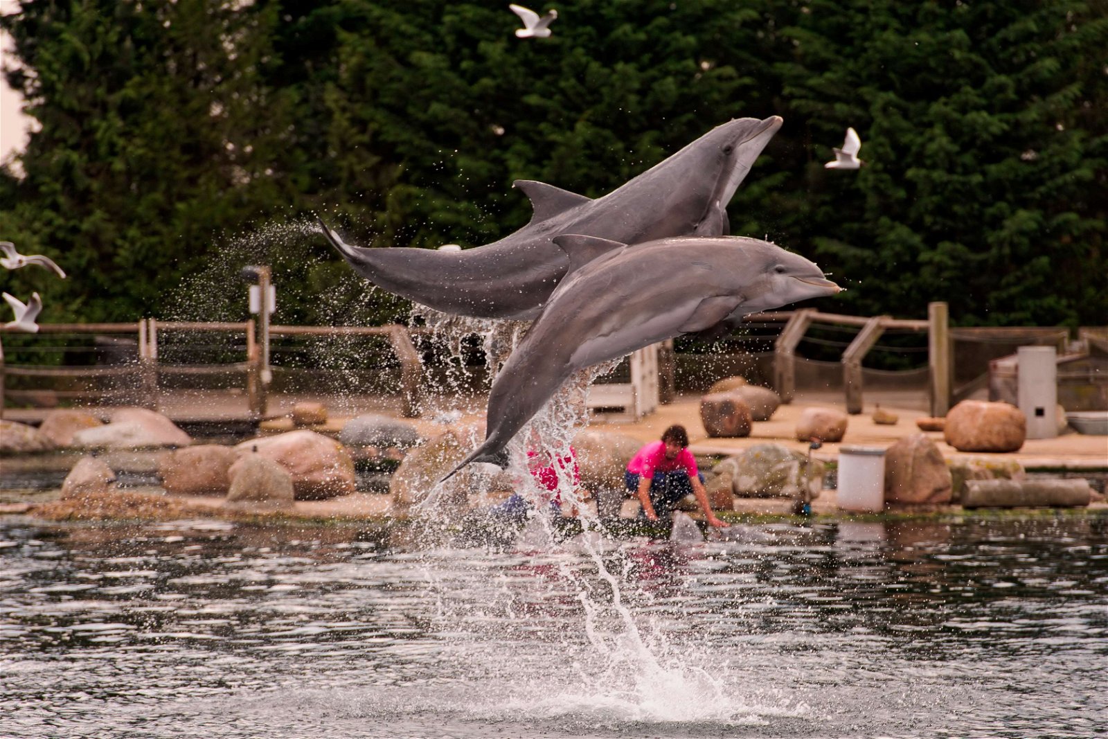 Dolfinarium Harderwijk