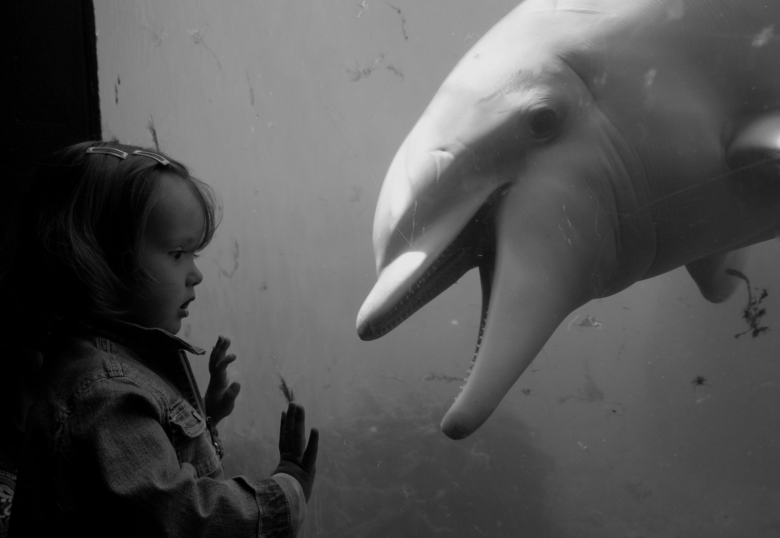 Dolfinarium Harderwijk