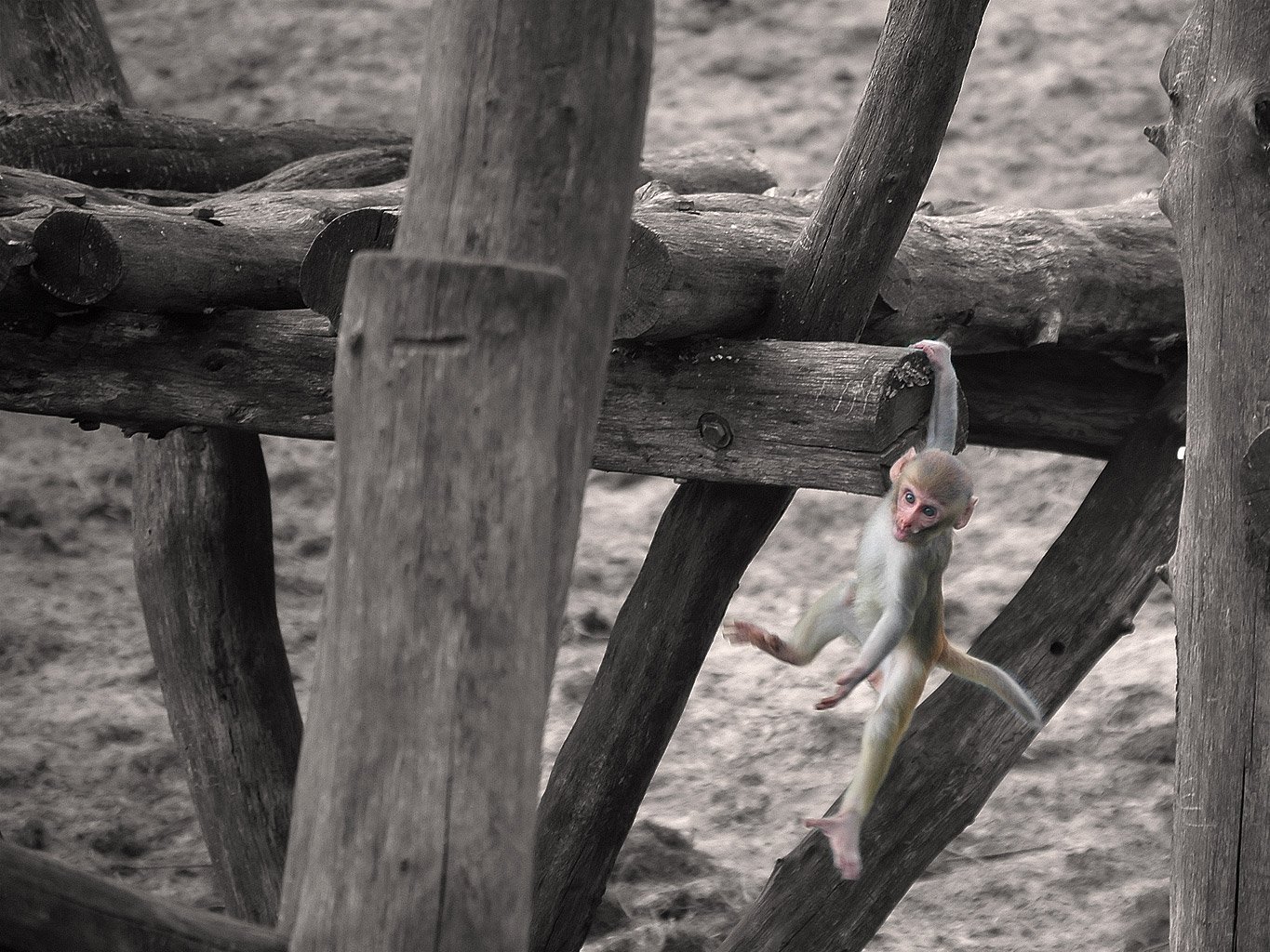 Safaripark Beekse Bergen
