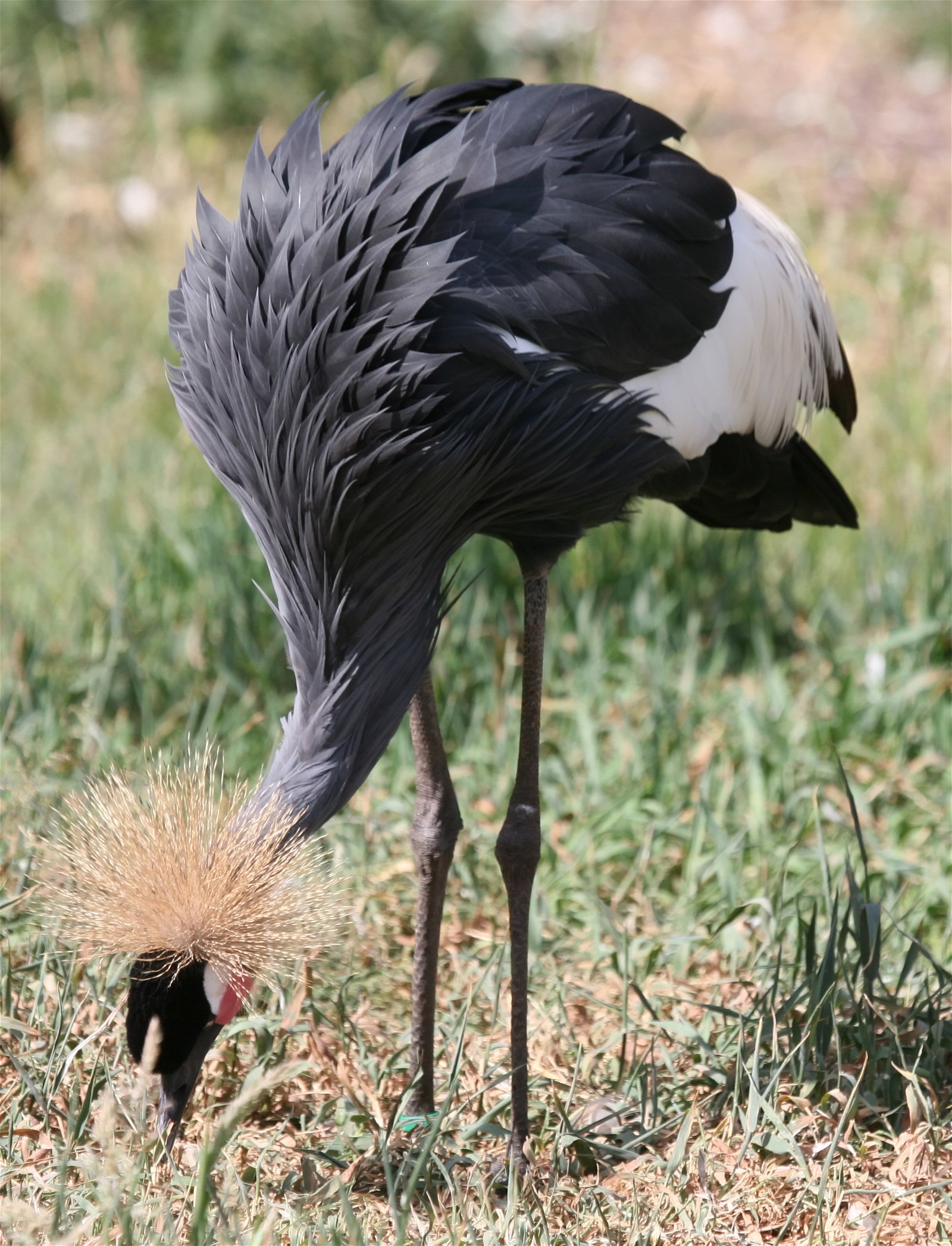 Safaripark Beekse Bergen