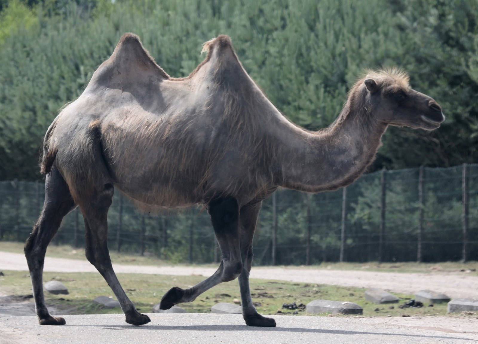 Safaripark Beekse Bergen