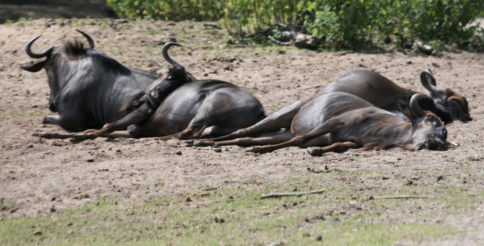 Safaripark Beekse Bergen