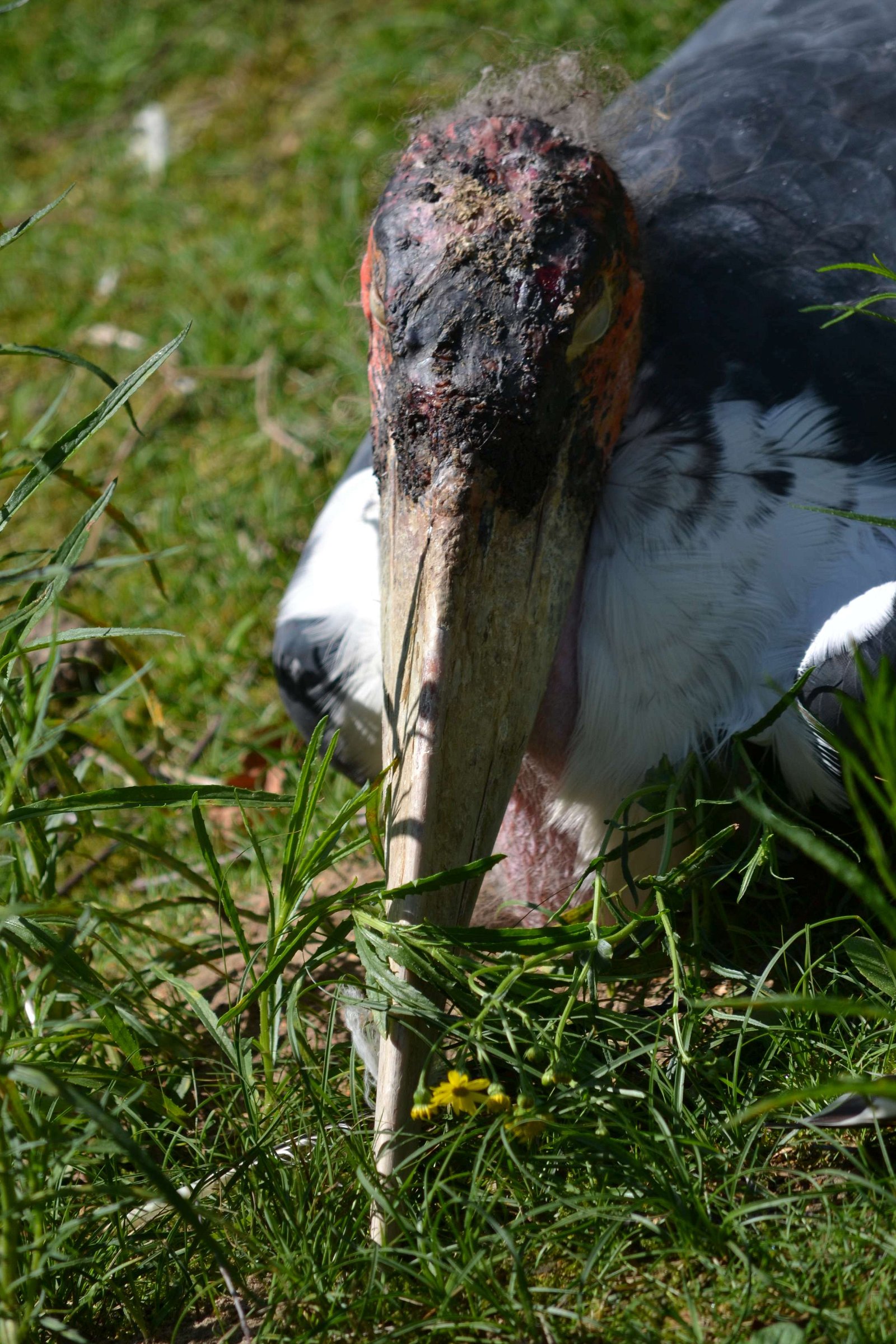 Safaripark Beekse Bergen