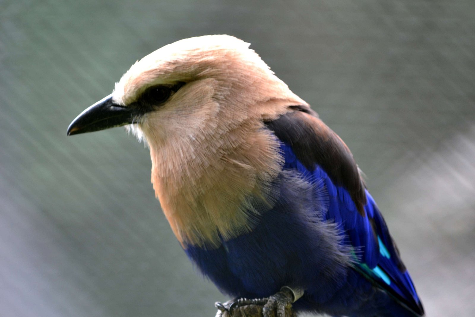 Safaripark Beekse Bergen