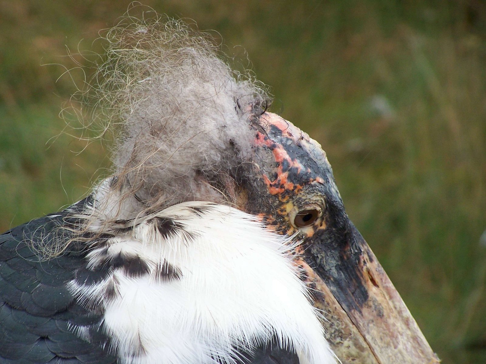Safaripark Beekse Bergen