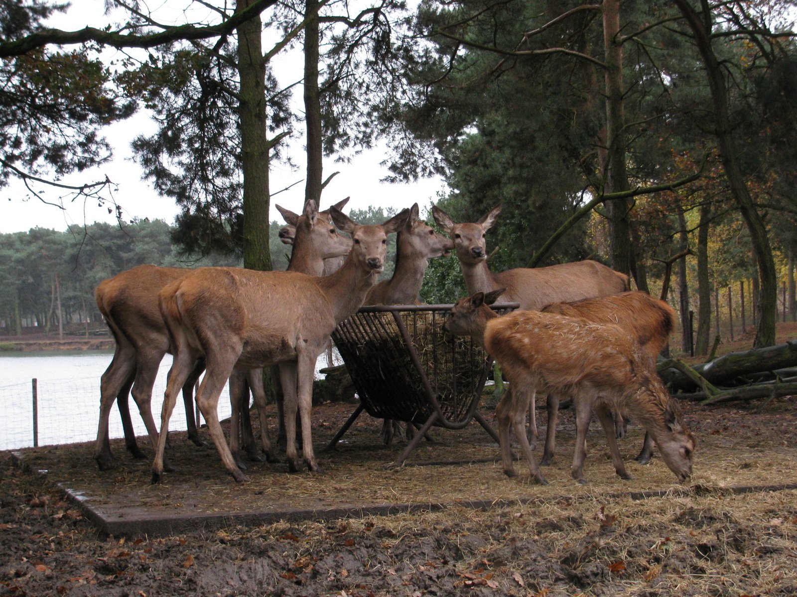 Safaripark Beekse Bergen