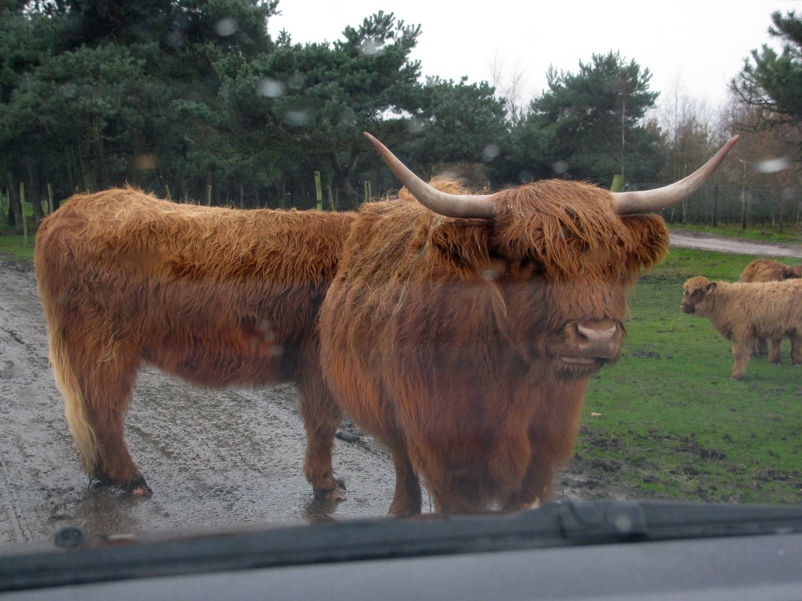 Safaripark Beekse Bergen